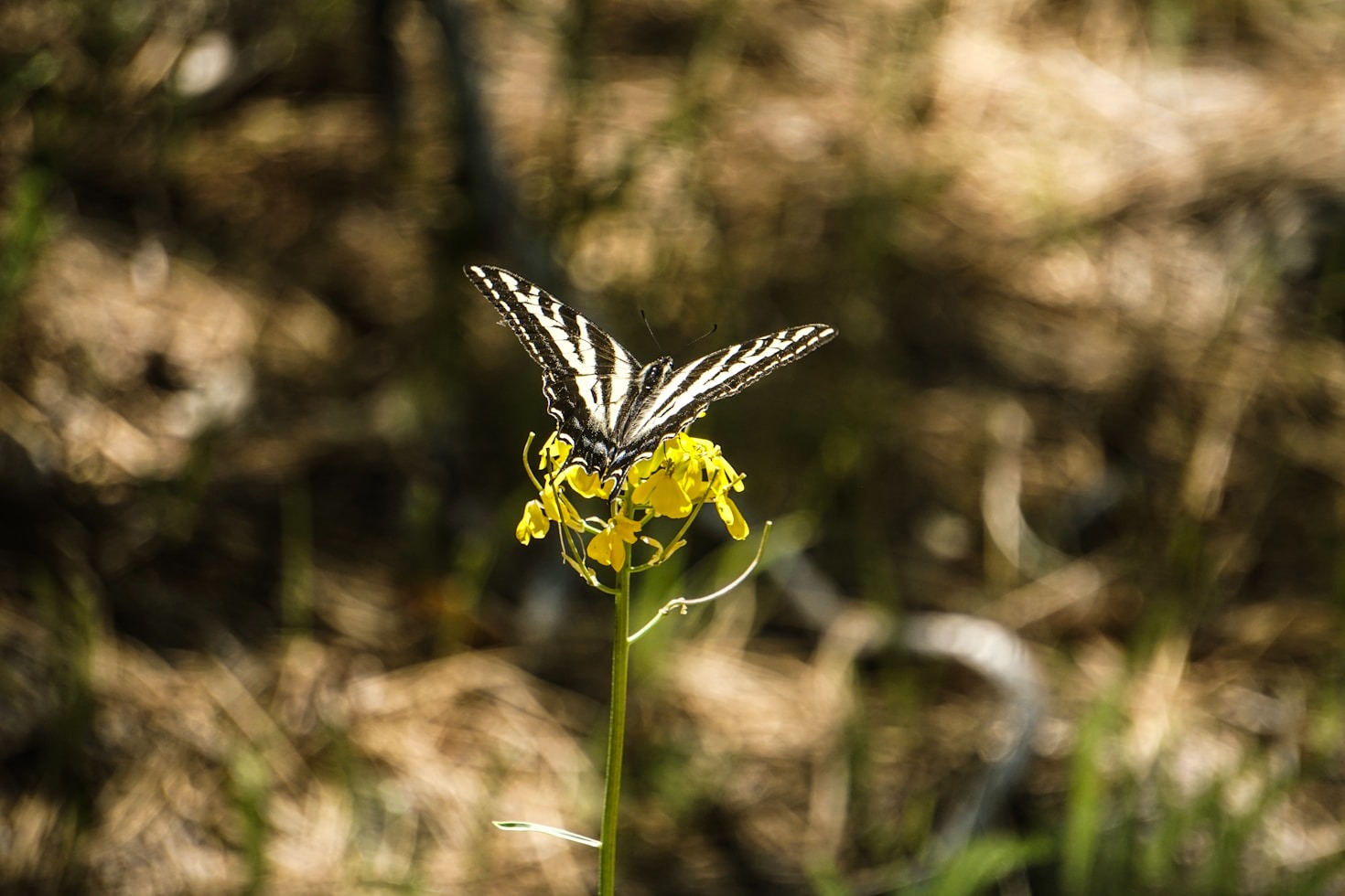 How to Attract More Butterflies to Your Garden