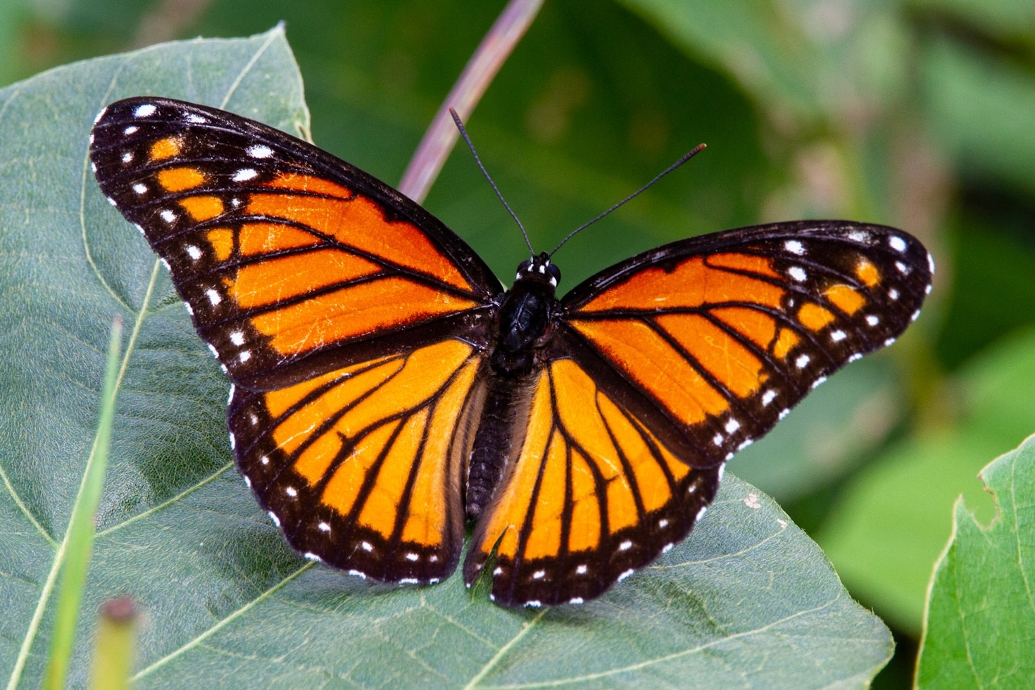 Top Plants That Butterflies Love