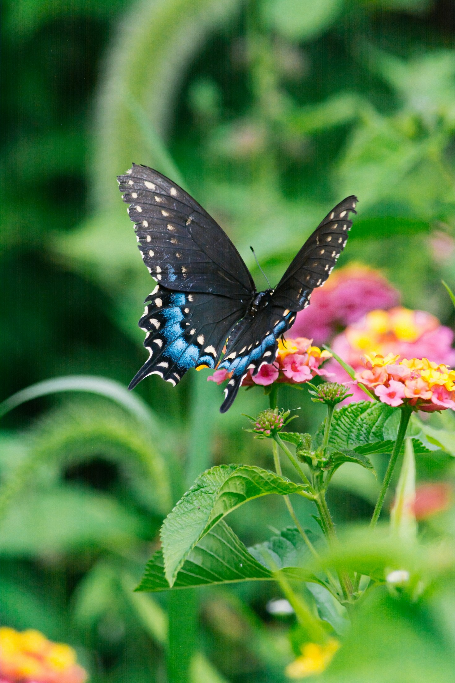 The Role of Butterflies in Our Ecosystem