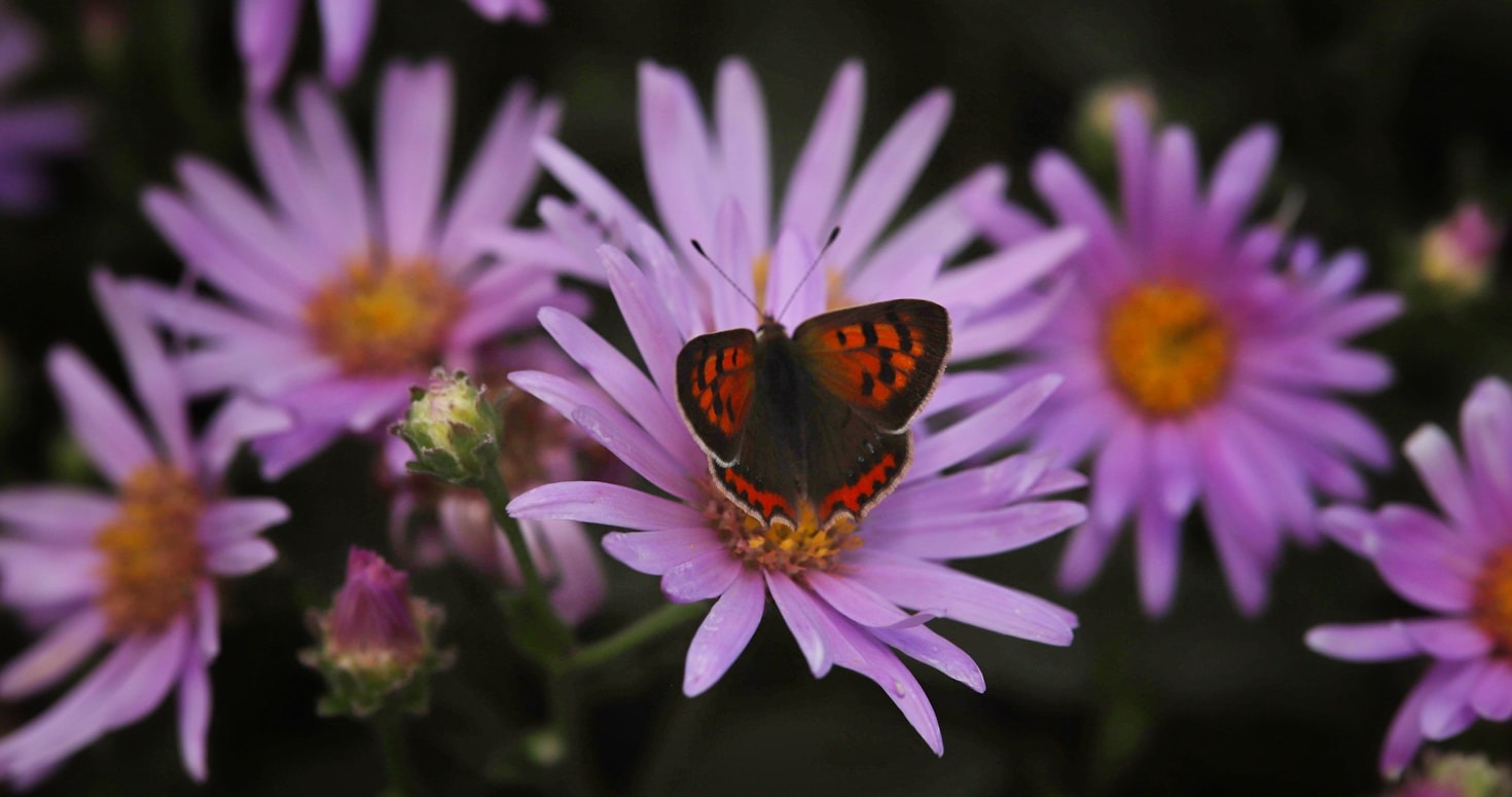 Creating a Butterfly Sanctuary in Your Backyard