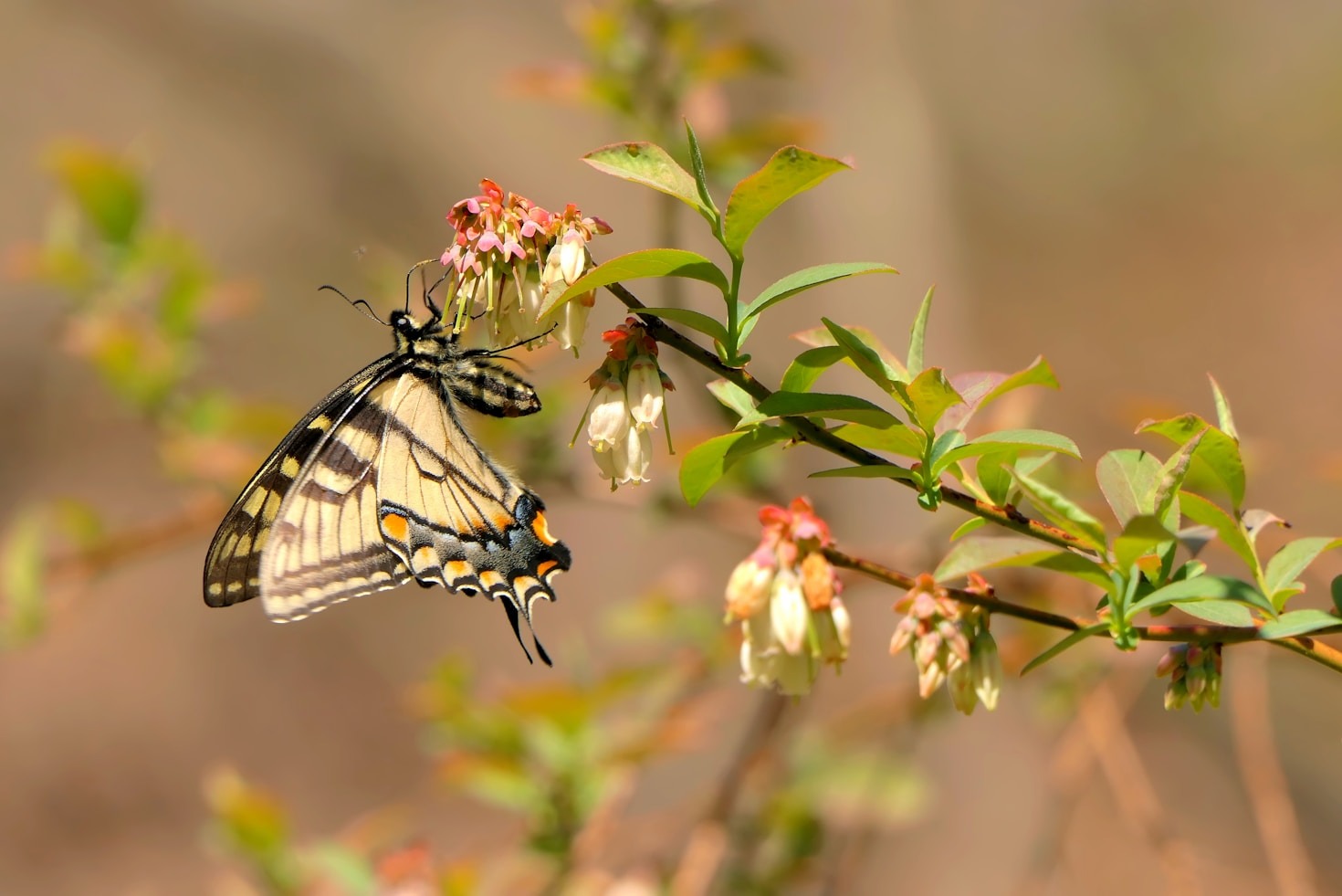 Feeding Strategies for Healthy Butterflies