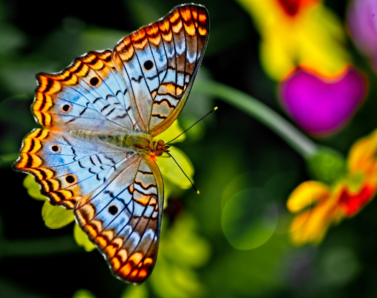 Understanding the Life Cycle of Butterflies